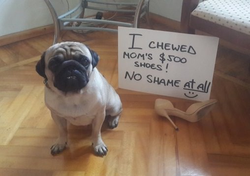 Pug sitting on the floor beside a shoe with a note the reads 