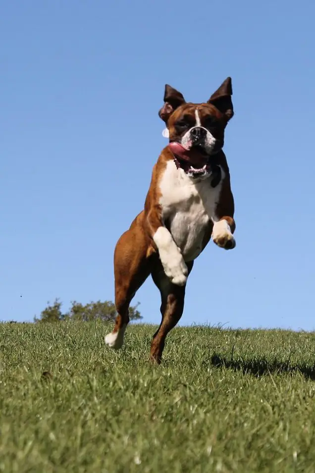 A Boxer Dog jumping in the field