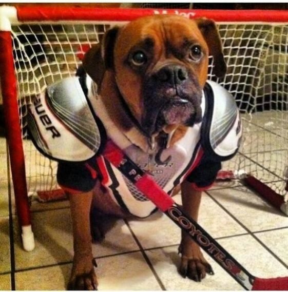 115 Dog Names If You Love Hockey The Paws