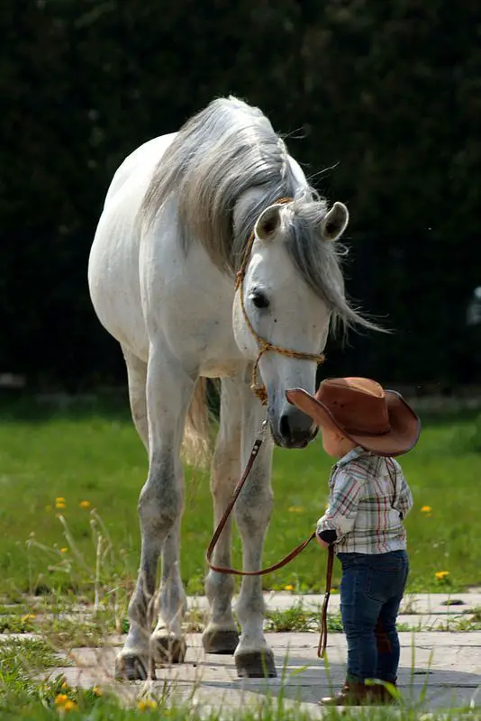 horse lookin at a kid