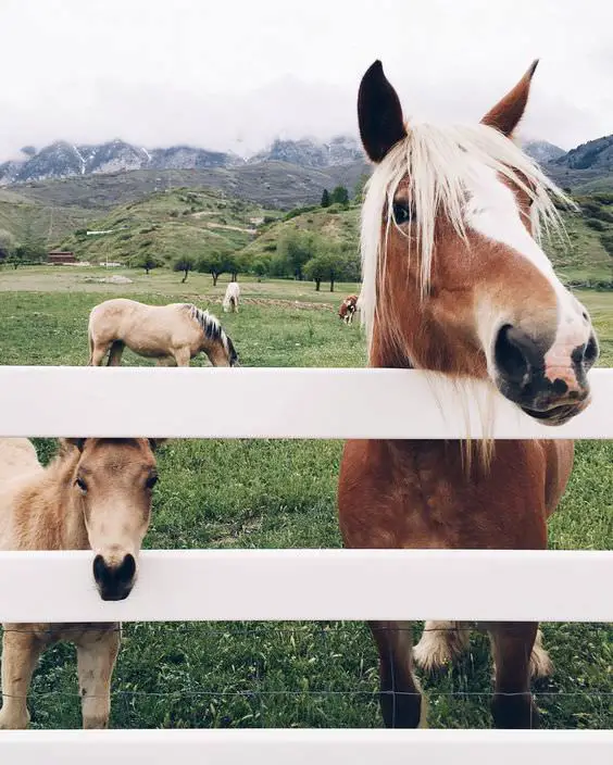two horses behind the fence