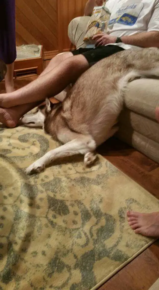 Husky falling down to the floor from the couch