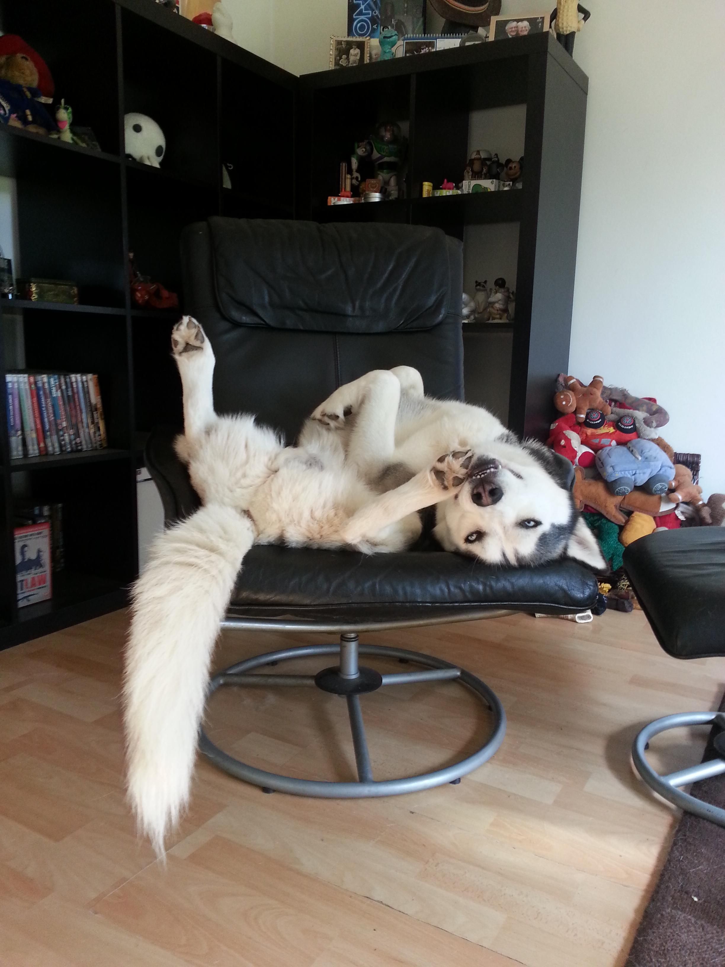 Husky lying on is back with its legs spread out on the chair