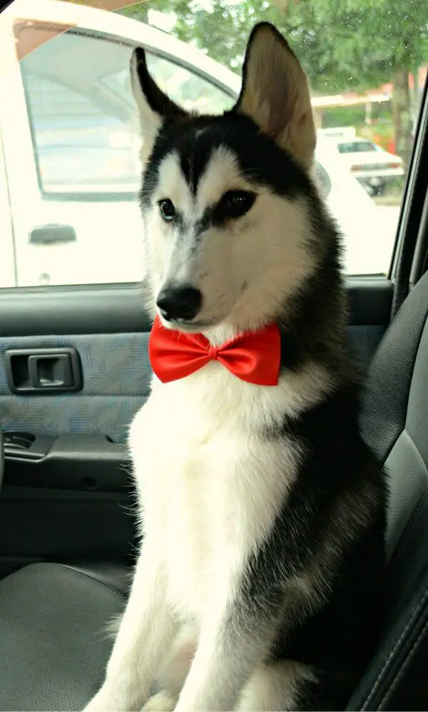 Husky wearing a red bow tie sitting on the passenger seat inside the car