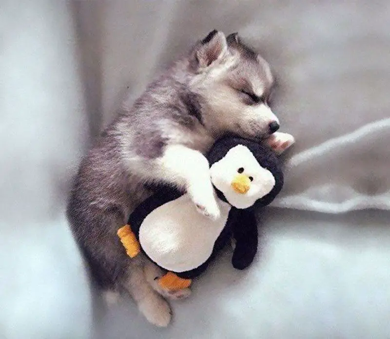 Husky lying on is side sleeping on the bed with a penguin stuffed toy