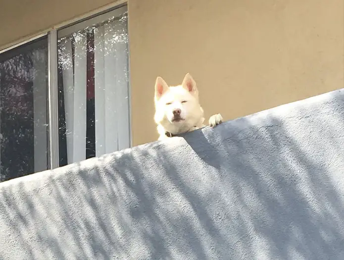 Husky face peeking from behind the concrete fence in the neighbor's house