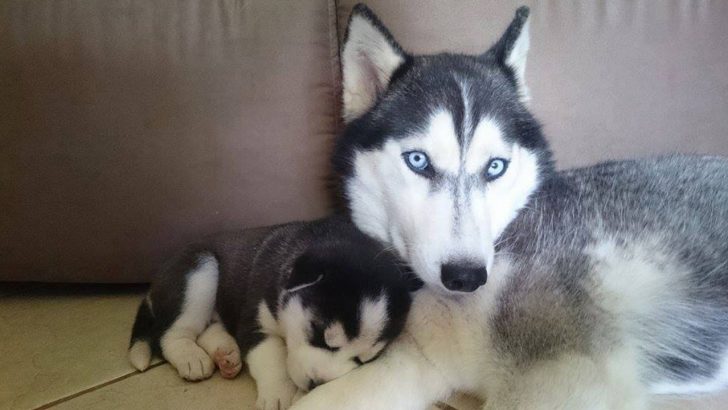 Husky mother lying down on the floor while its puppy is sleeping next to her
