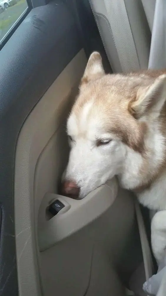 Husky sleeping inside the car with its face on the door handle