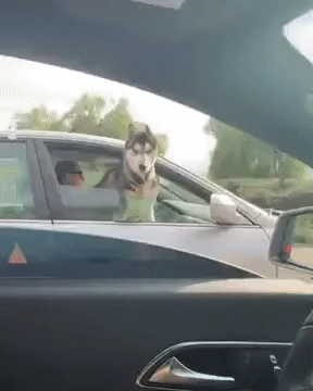 Husky staring suspiciously from the car window