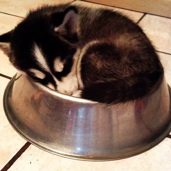 Husky puppy curled up sleeping in its food bowl