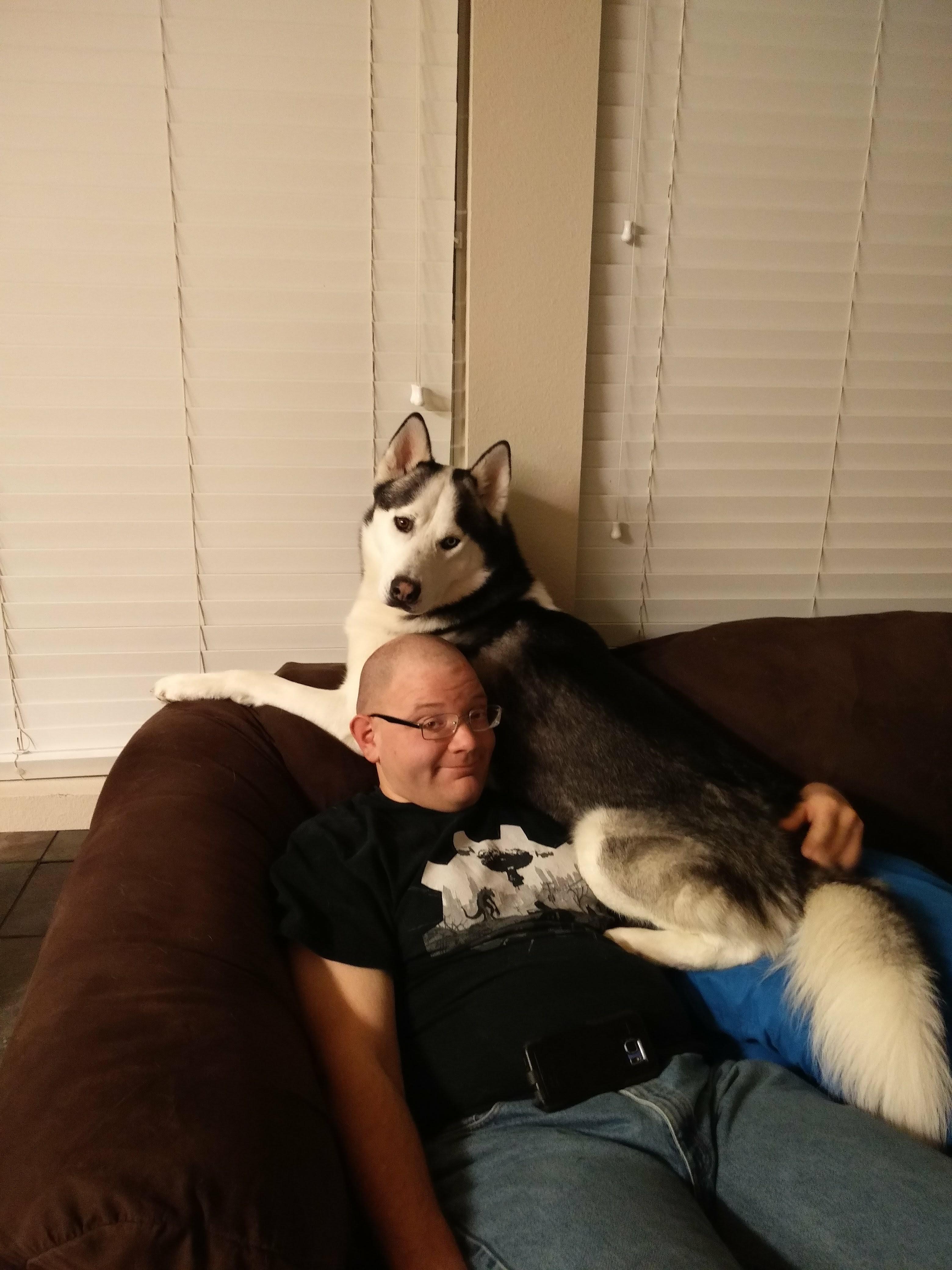 Husky lying on the couch behind a man