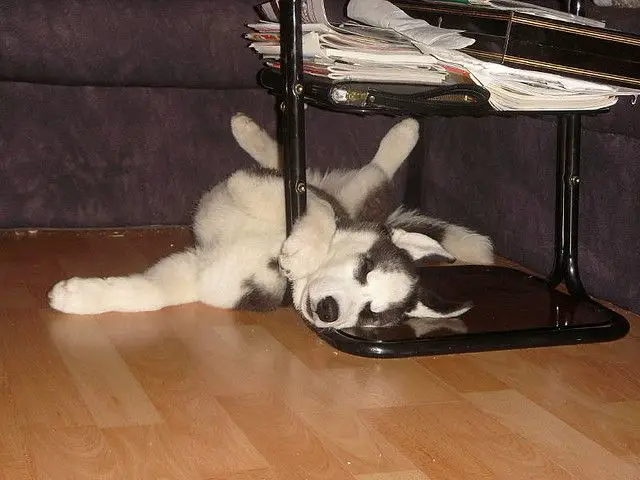 Husky puppy lying on the floor under te small table in the living room