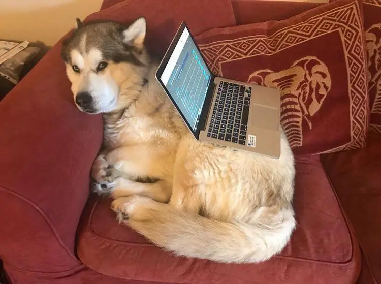 Husky curled up on the couch with a laptop placed on its back
