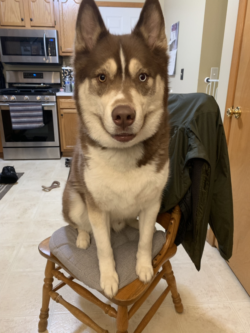 Husky sitting on top of the chair while smiling