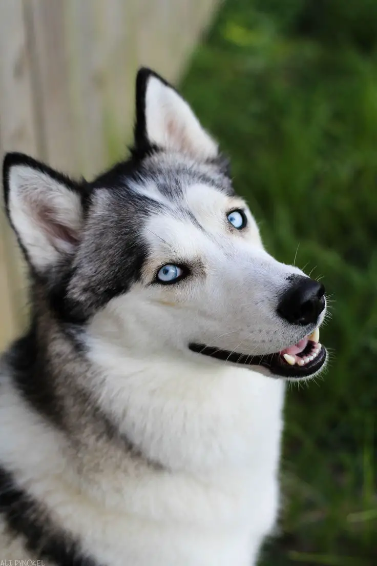 beautiful blue eyed husky smiling