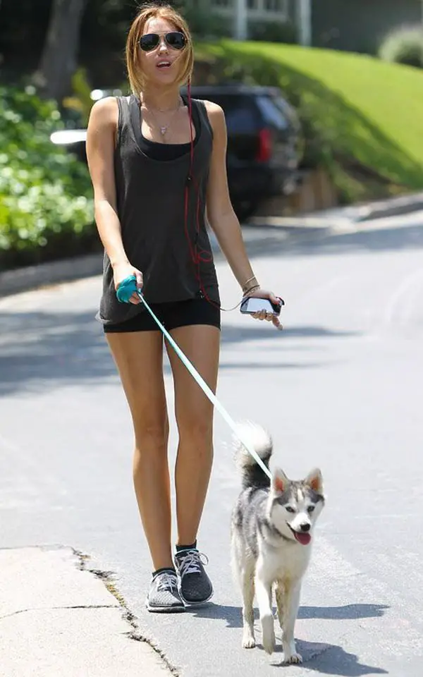 Miley Cyrus walking in her neighborhood with her Husky puppy on a leash