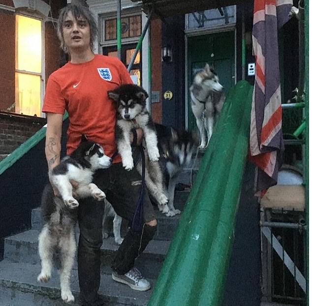 Husky on the stairs while carrying his two husky puppies and an adult husky waiting in the front door