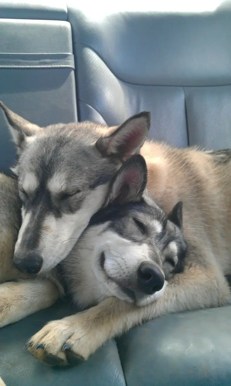Husky snuggled up with each other while sleeping inside the car