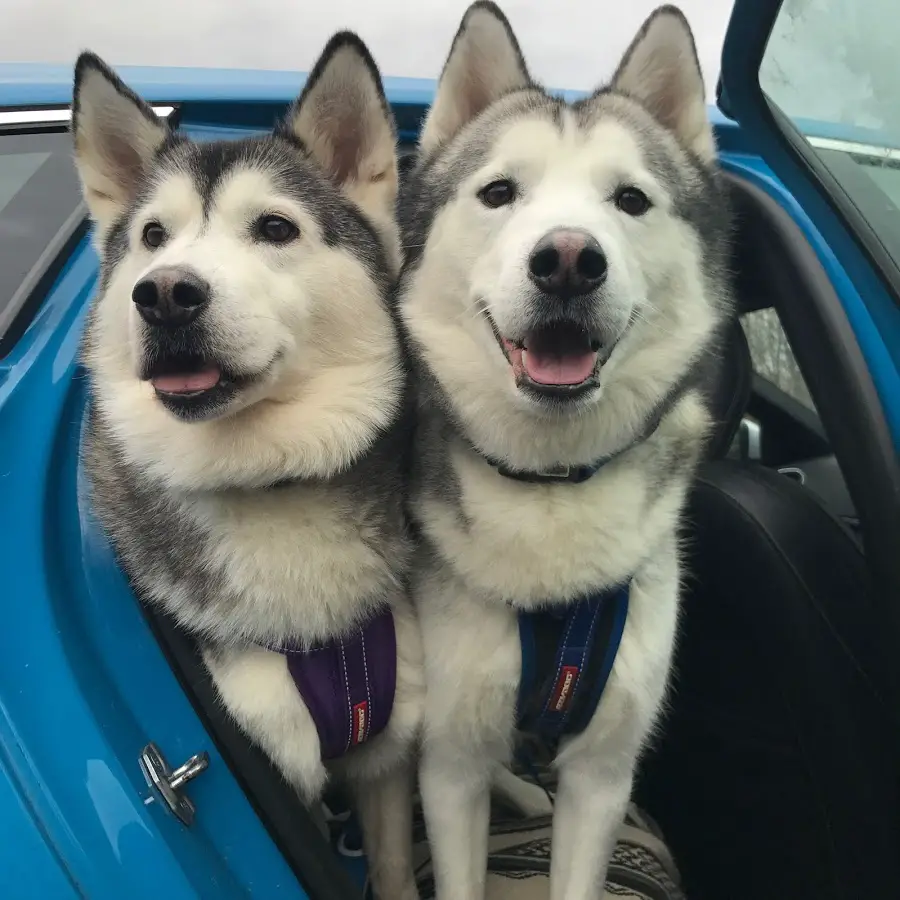 to Huskies standing next to each other in a open door in the backseat
