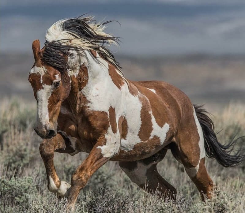 400 Native American Indian Horse Names The Paws 400 Native American Indian Horse Names The Paws