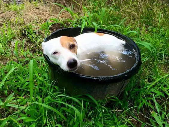 Jack Russell puppy in a bucket filled with water in the garden