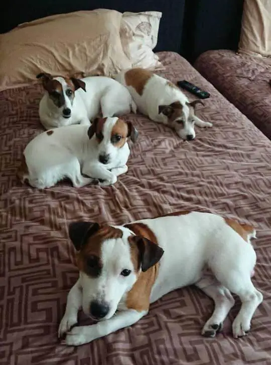 jack russell dogs taking over the bed