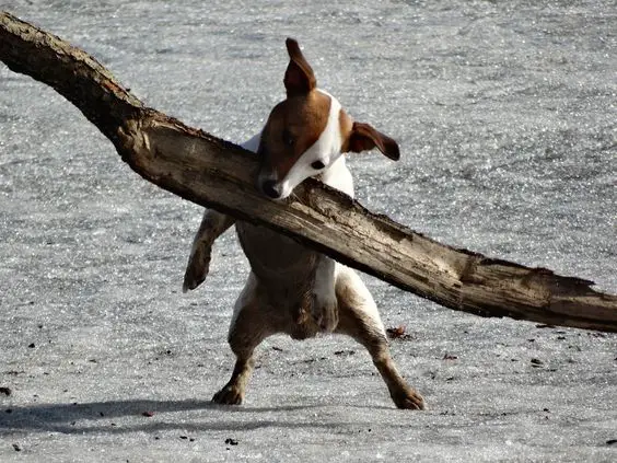 funny jack russell puppy carrying a big twig with its mouth