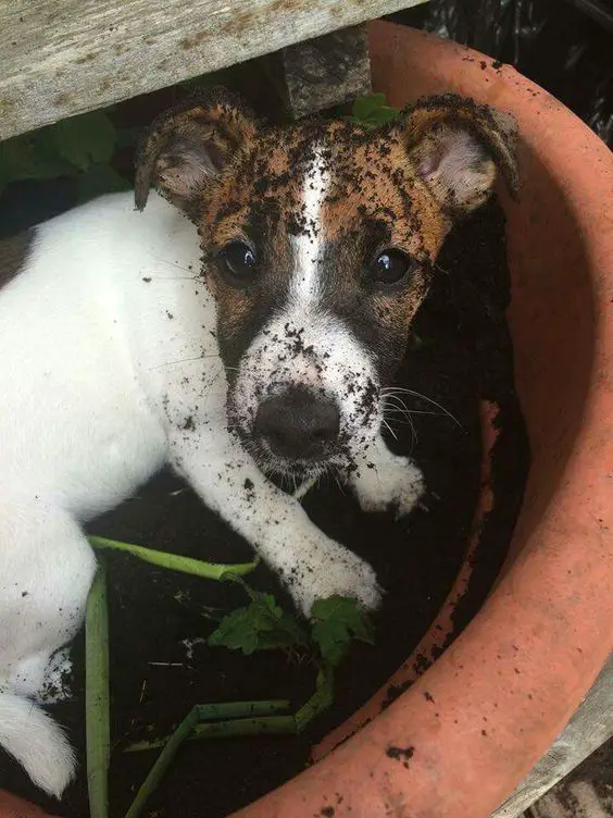 jack russell dog in a pot with dirt on face