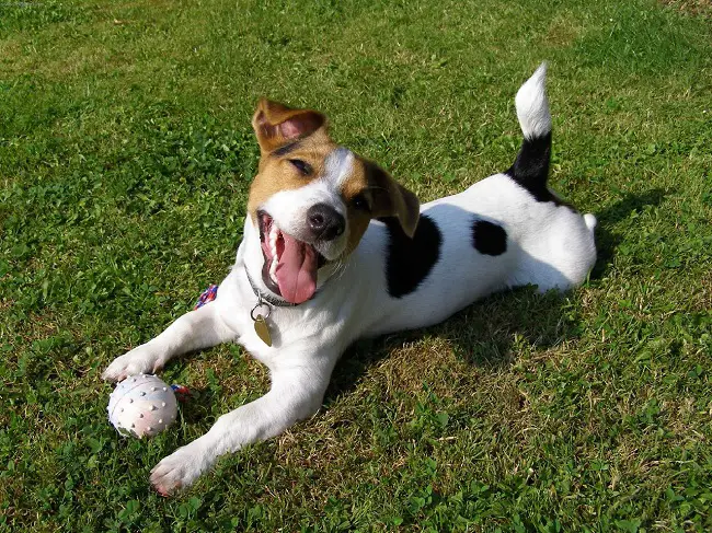 Happy jack russell dog lying on the grass with its ball