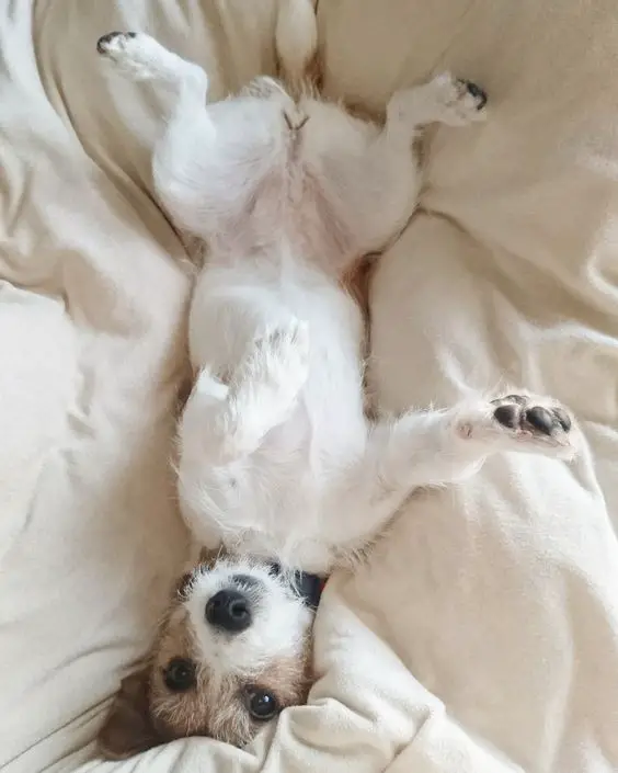 jack russell puppy lying on its back in bed