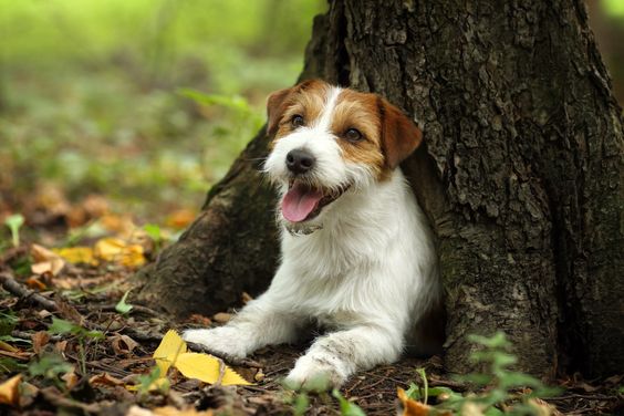 jack russell dog inside a tree
