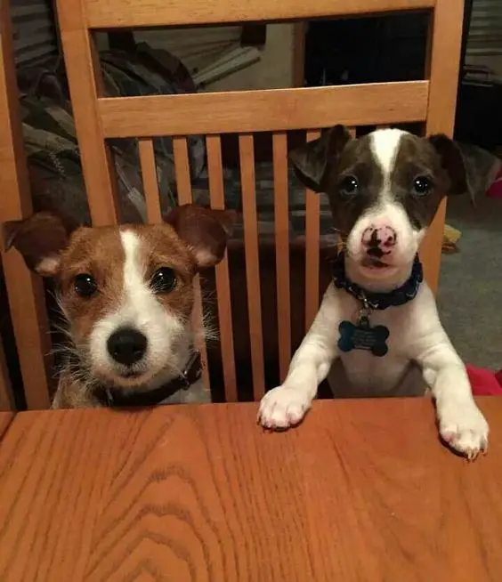 two jack russells sitting on the table while staring at you