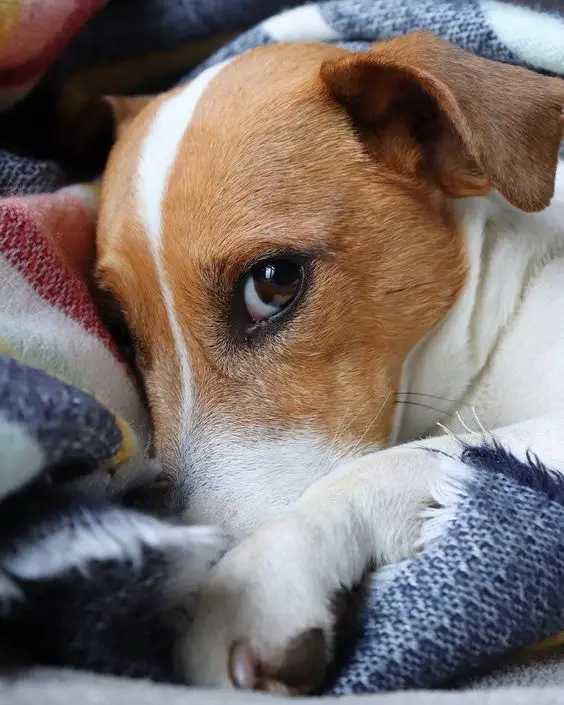 jack russell dog in bed while staring at you