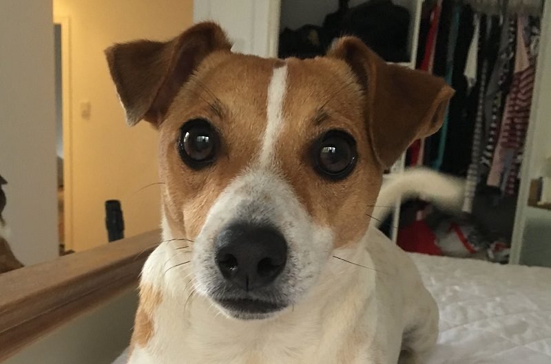 14 Reasons Jack Russells Are The Worst Indoor Dog Breed Of All Time