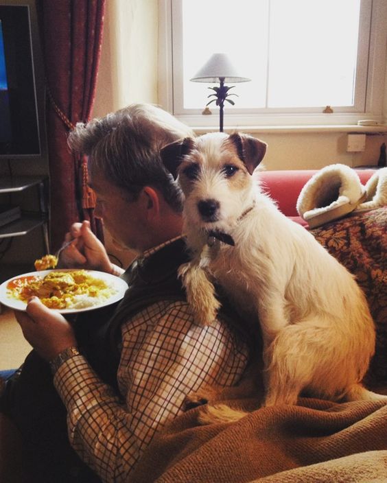 jack russell behind the man eating