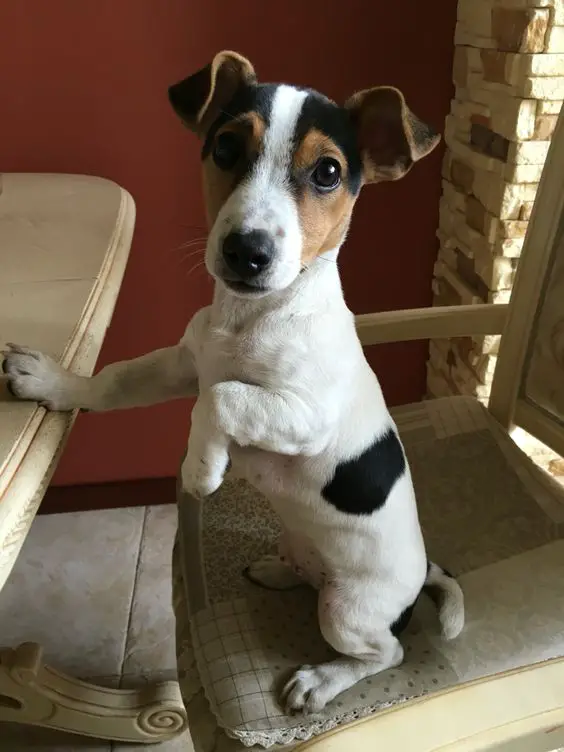 jack russell sitting on a chair