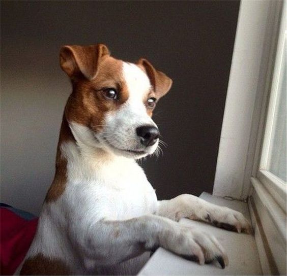 jack russell looking outside the window