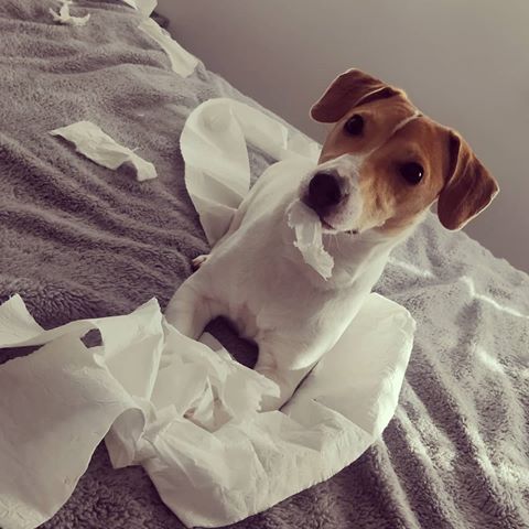 jack russell dog tore the tissue paper to pieces in bed