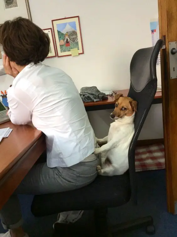 jack russell dog sitting behind the lady in an office chair
