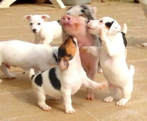 Jack Russell puppies kissing a pig