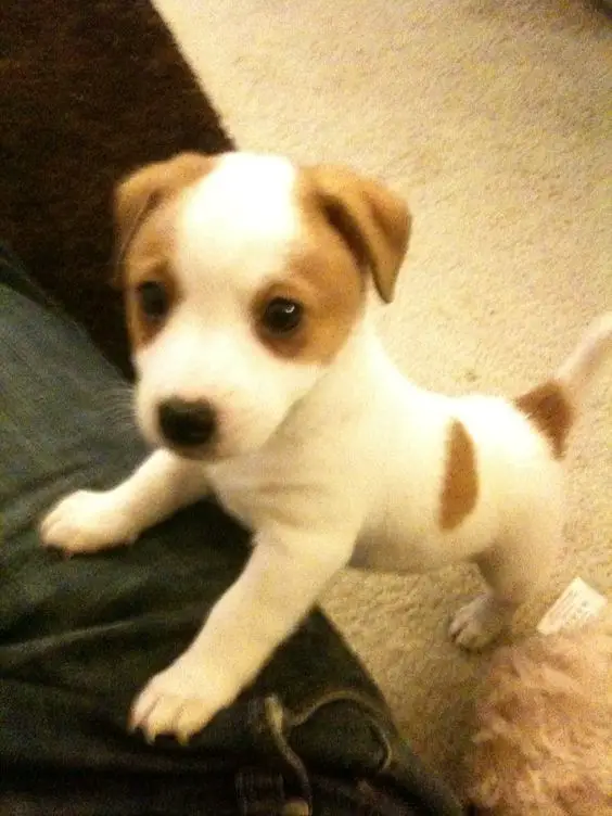 curious little jack russell puppy