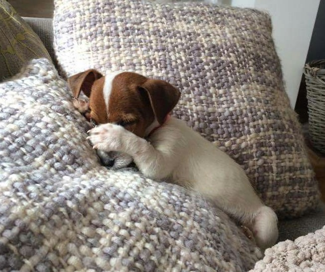 shy jack russell puppy covering its face with its paws