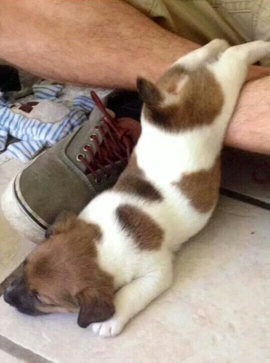 Jack Russell puppy sleeping
