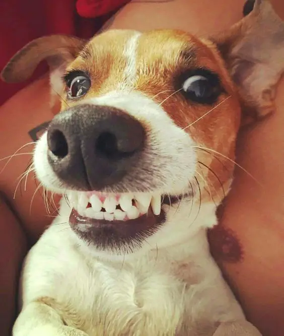 jack russell smiling showing its scary teeth