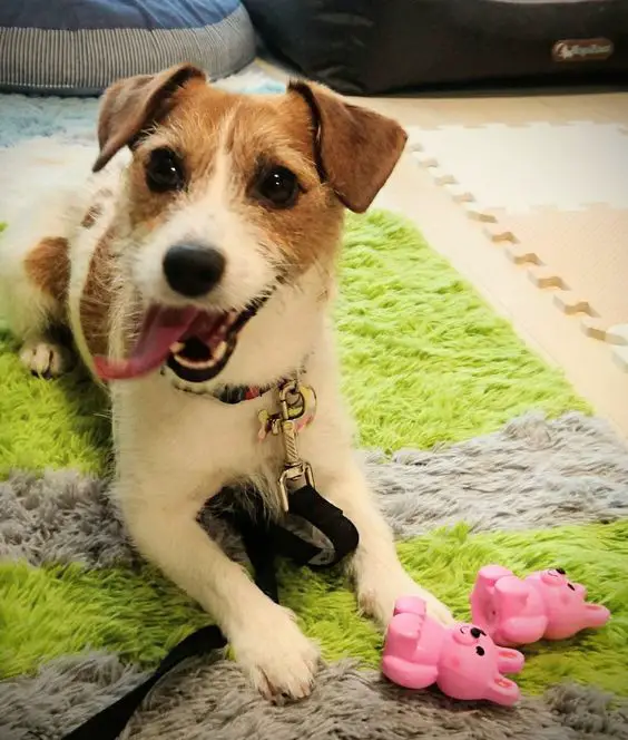 Jack Russell lying down on the carpet with its toy