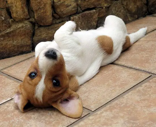 jack russell dog lying on its back in the floor