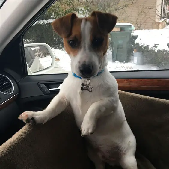Jack Russell puppy standing up in its bed inside the car