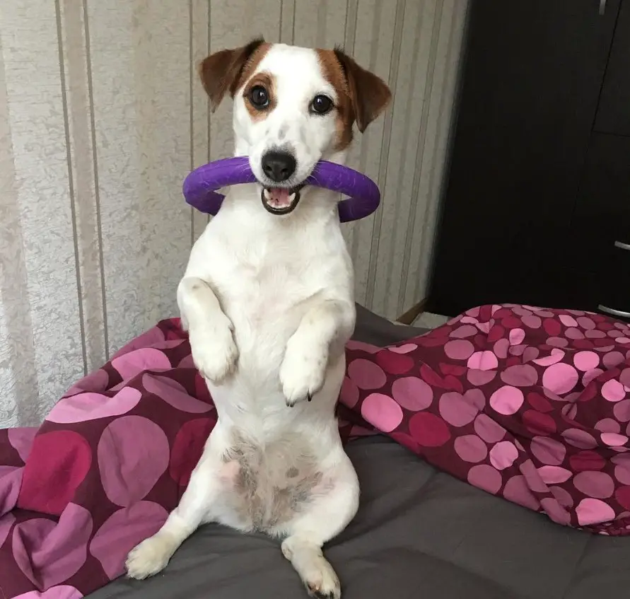 Jack Russell doing a sitting pretty trick with a ring around its neck
