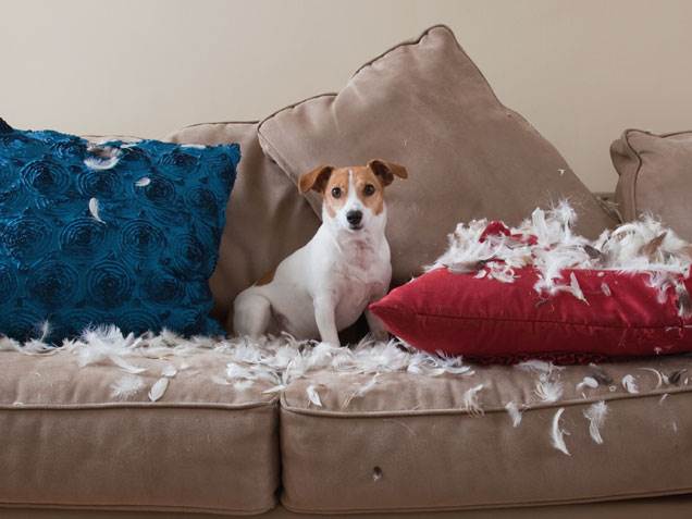 Jack Russell dog destroyed the throw pillows 