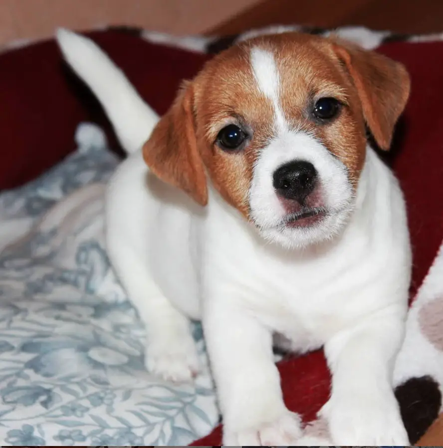 Jack Russell puppy on its bed